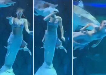 ‘Sereia’ é atacada por peixe gigante durante apresentação em aquário na China