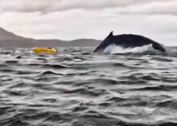 Baleia engole e solta jovem que andava de caiaque no Chile: ‘Achei que fosse uma onda’