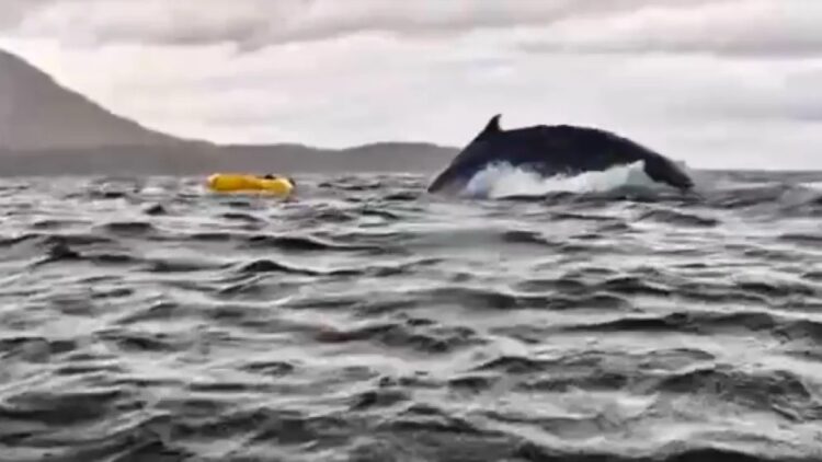 Baleia engole e solta jovem que andava de caiaque no Chile: ‘Achei que fosse uma onda’