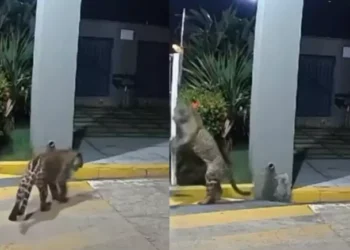 Onça-pintada é vista caminhando pelas ruas de Imperatriz, no Maranhão