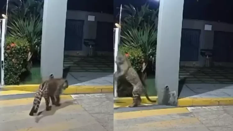 Onça-pintada é vista caminhando pelas ruas de Imperatriz, no Maranhão