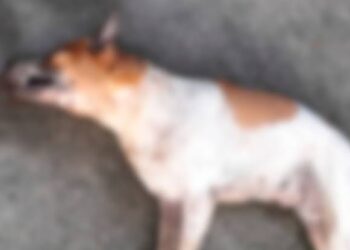 Polícia Civil investiga suspeita de envenenamento em massa de animais em Igarapé-Miri