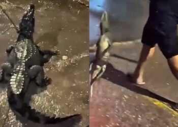 Jacaré é encontrado em canal na Vila Monte, em Icoaraci