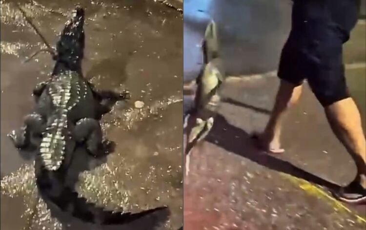 Jacaré é encontrado em canal na Vila Monte, em Icoaraci