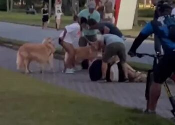 Pitbull foge e morde homem que tentava proteger esposa grávida