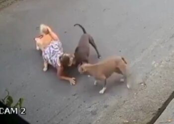 Grávida de sete meses cai ao proteger cachorro de cães de grande porte em Santos