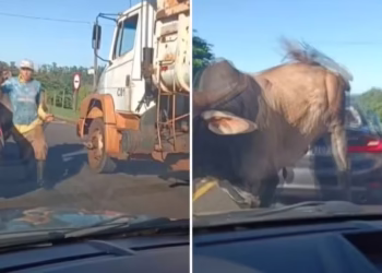 Touro solto persegue pedestre e pula em carros em Ribeirão Preto