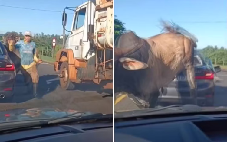 Touro solto persegue pedestre e pula em carros em Ribeirão Preto