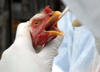 Brasil confirma primeiro foco de gripe aviária em granja comercial