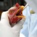 Brasil confirma primeiro foco de gripe aviária em granja comercial