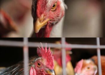 Helder decreta emergência zoossanitária no Pará