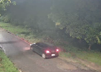 Gata e sete filhotes são abandonados em área de proteção ambiental no Tapanã