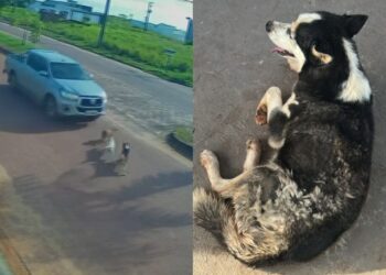 Três cães são atropelados por veículo no bairro Campo Belo, em Itaituba