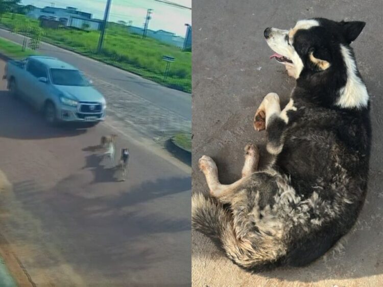 Três cães são atropelados por veículo no bairro Campo Belo, em Itaituba