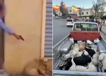 Marrocos é acusado de exterminar milhares de animais de rua para “limpar as cidades” antes da Copa do Mundo de 2030