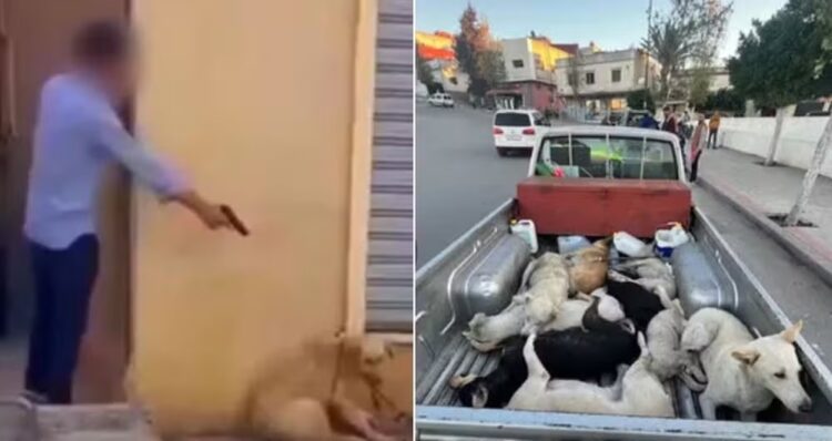 Marrocos é acusado de exterminar milhares de animais de rua para “limpar as cidades” antes da Copa do Mundo de 2030