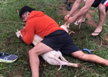 Lutador de muay thai imobiliza dois pitbulls após ser atacado em MS
