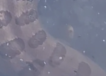 Moradores se surpreendem ao flagrarem cobra gigante em canal no bairro do Marco