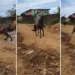 Homem que aparece em vídeo agredindo cavalo é preso pela polícia do ES