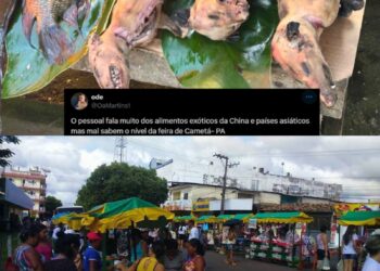 Polícia investiga crime ambiental após mucuras serem vendidas em feira de Cametá