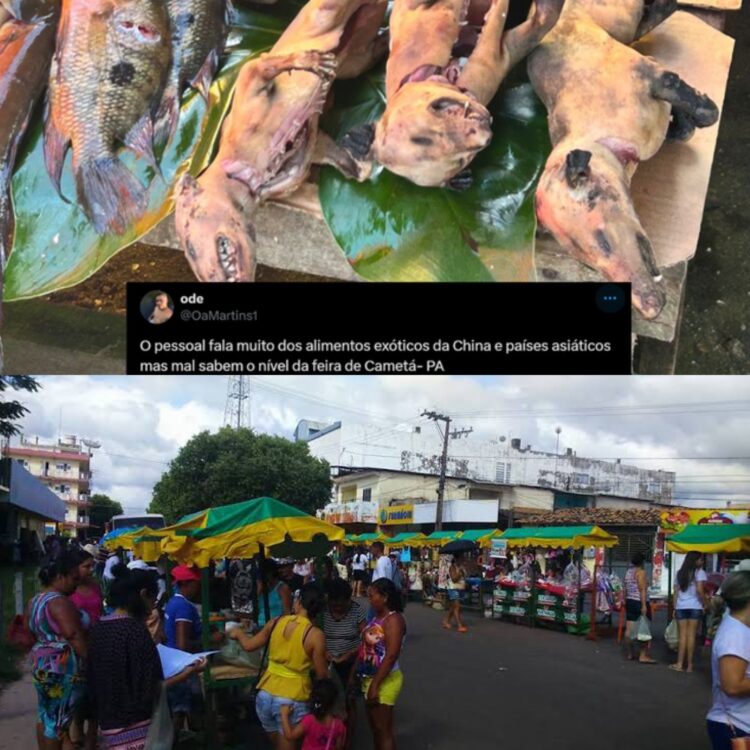 Polícia investiga crime ambiental após mucuras serem vendidas em feira de Cametá