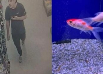 Homem entra em petshop e engole peixe vivo em ‘homenagem’ a Trump
