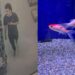 Homem entra em petshop e engole peixe vivo em ‘homenagem’ a Trump