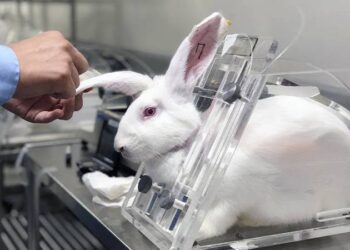 Lula sanciona lei que proíbe uso de animais em testes de cosméticos