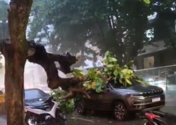 Árvore de grande porte cai sobre carro na Rua dos Mundurucus durante forte chuva