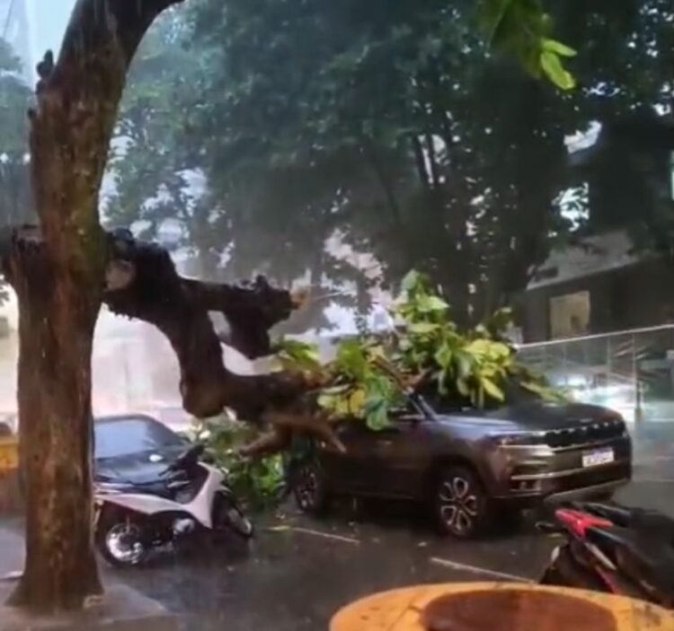 Árvore de grande porte cai sobre carro na Rua dos Mundurucus durante forte chuva