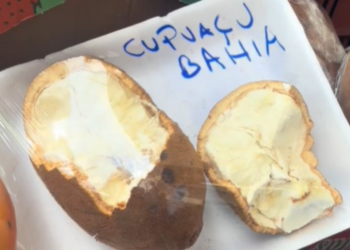 Vídeo de paraense em São Paulo viraliza e gera discussão sobre origem da fruta; ‘Cupuaçu da Bahia?’