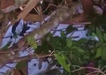 Cabaré é destruído por árvore no Amazonas e casal nu é salvo de escombros