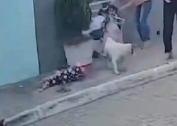 Mães e filhas são atacadas por pitbull enquanto aguardavam transporte escolar