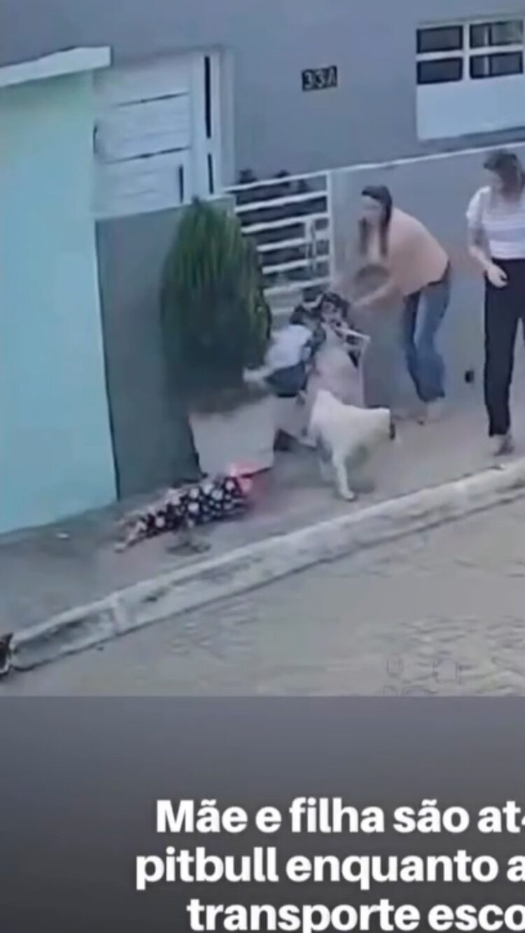 Mães e filhas são atacadas por pitbull enquanto aguardavam transporte escolar