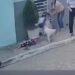 Mães e filhas são atacadas por pitbull enquanto aguardavam transporte escolar