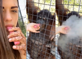 Lutadora de MMA Anastasia Luchkina gera revolta após dar cigarro eletrônico para orangotango fumar