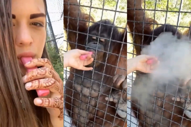 Lutadora de MMA Anastasia Luchkina gera revolta após dar cigarro eletrônico para orangotango fumar