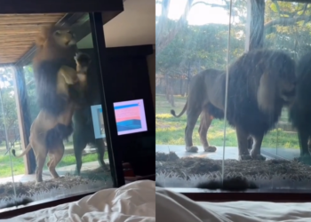 Leão faz “visita” a hóspede em hotel de luxo na África do Sul