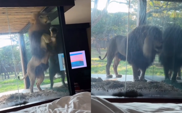 Leão faz “visita” a hóspede em hotel de luxo na África do Sul