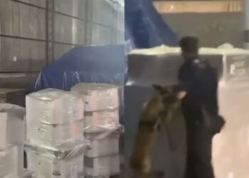 Receita Federal apreende mais de 450 quilos de “supermaconha” em Outeiro