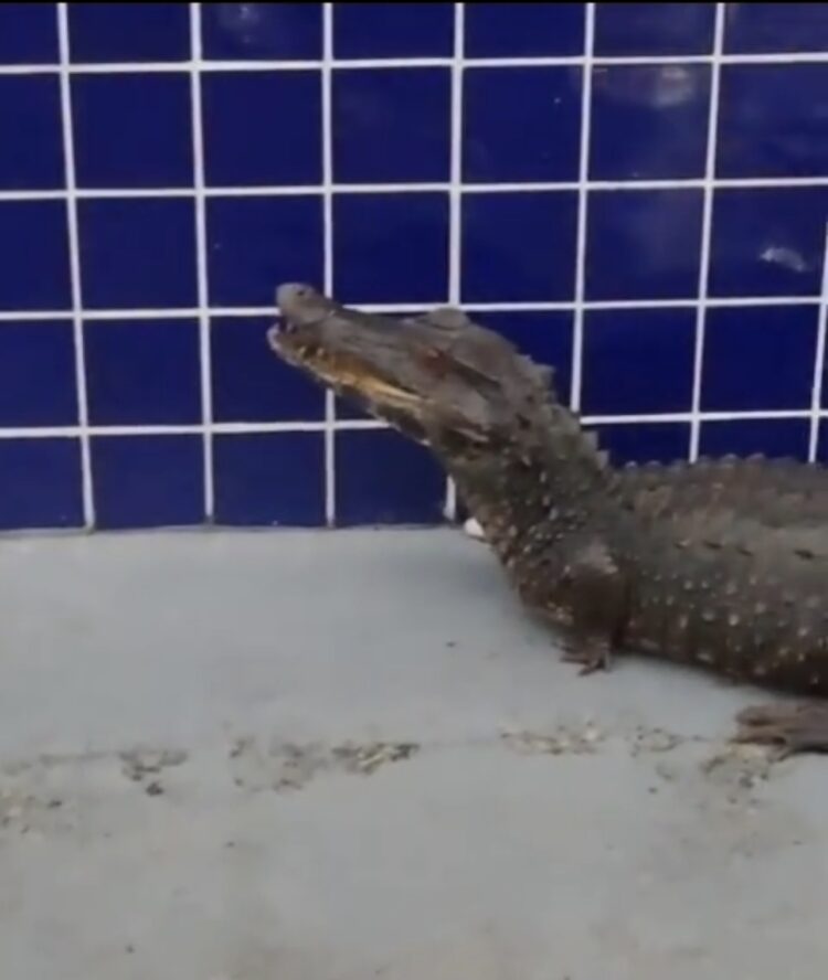 Jacaré aparece em frente a posto de saúde após temporal e vira atração em Ananindeua