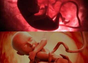 Bebê “mais velho do mundo” nasce a partir de embrião congelado em 1994