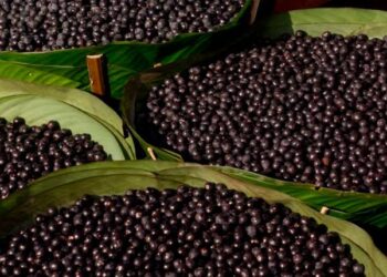 Cidade inicia mapeamento de pontos de venda de açaí