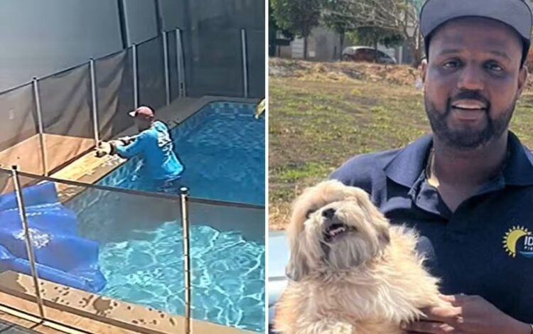 Piscineiro salva cão cego que se afogava em piscina de casa em Goiânia