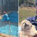 Piscineiro salva cão cego que se afogava em piscina de casa em Goiânia