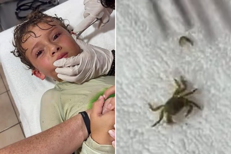 Filho de influenciadora tem caranguejo vivo retirado de ouvido após passeio na praia