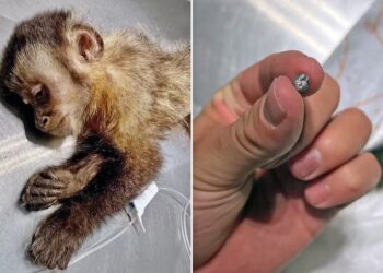 Morre macaca que ficou paraplégica após ser baleada