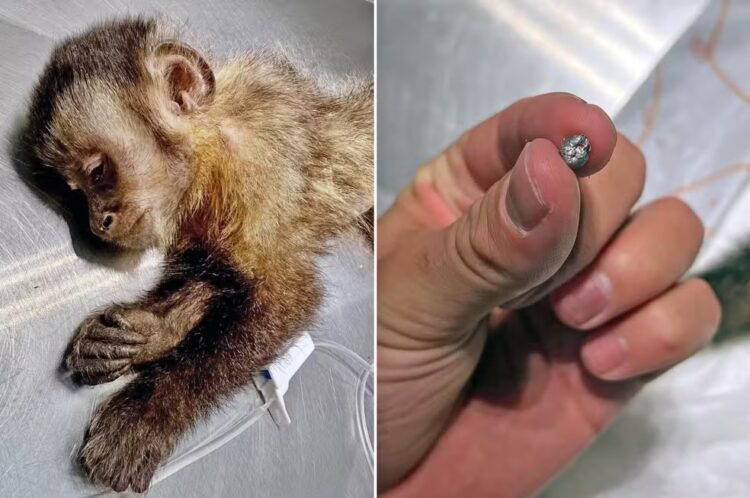 Morre macaca que ficou paraplégica após ser baleada