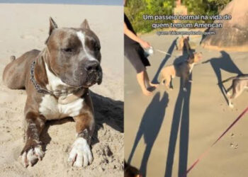 Mulher compartilha vídeo de passeio na praia com pitbulls interrompido por homem que exigia focinheira: “É obrigatório”