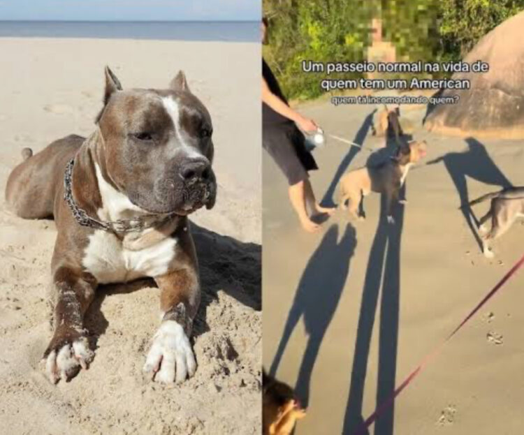 Mulher compartilha vídeo de passeio na praia com pitbulls interrompido por homem que exigia focinheira: “É obrigatório”